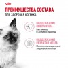 Royal Canin Kitten Gravy       - zooural.ru - 