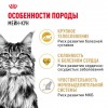 Royal Canin Maine Coon Adult     - zooural.ru - 