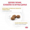 Royal Canin URINARY S/O       - zooural.ru - 